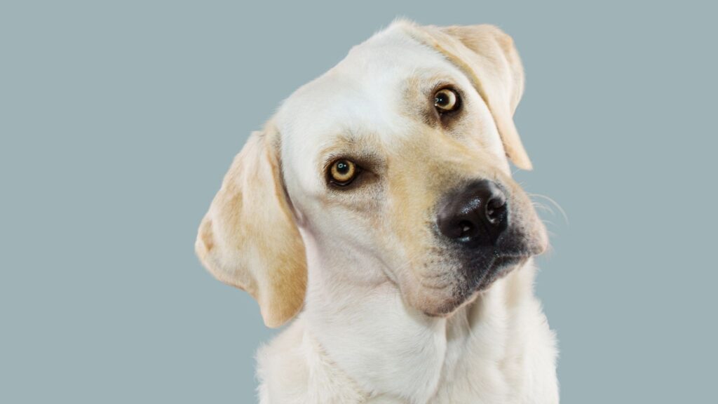 Inclinar a cabeça melhora a visão e percepção do cão. (Foto: Getty Images via Canva)