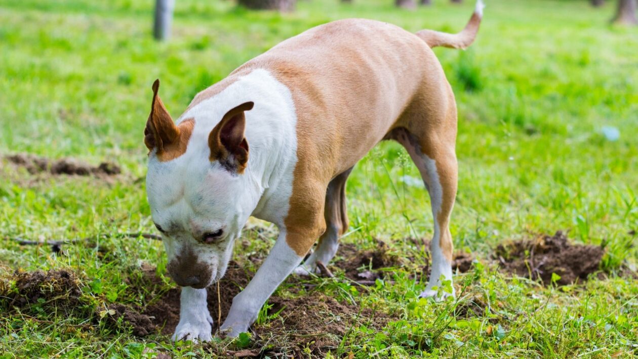 Enterrar ossos é um instinto herdado dos ancestrais caninos. (Foto: Getty Images via Canva)