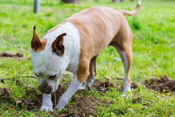 Enterrar ossos é um instinto herdado dos ancestrais caninos. (Foto: Getty Images via Canva)