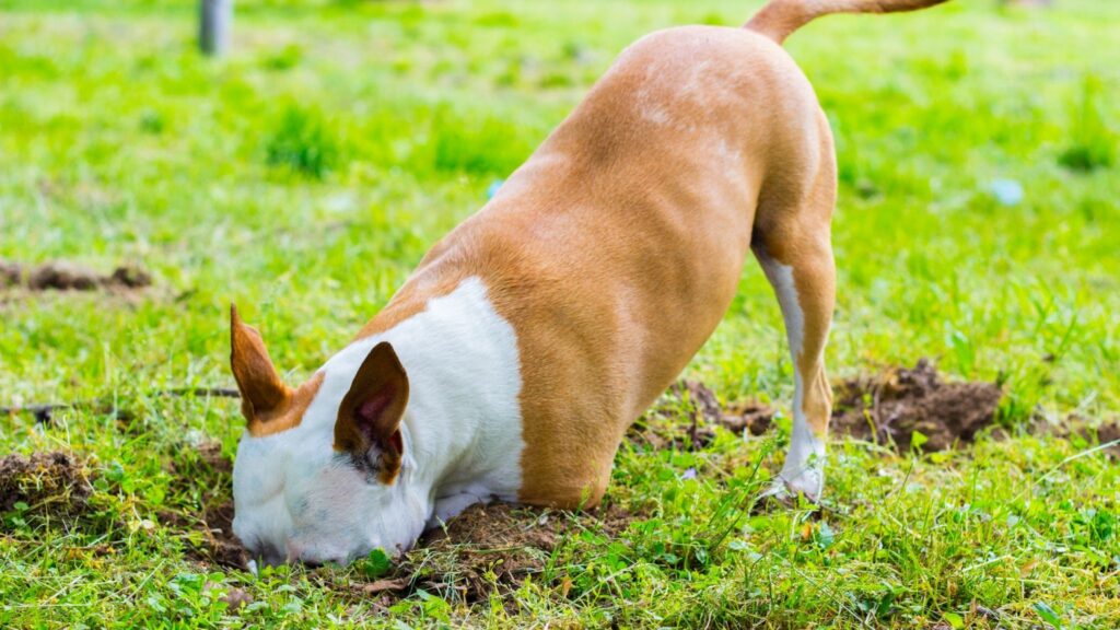 Cães escondem brinquedos e petiscos para se sentirem seguros. (Foto: Getty Images via Canva)