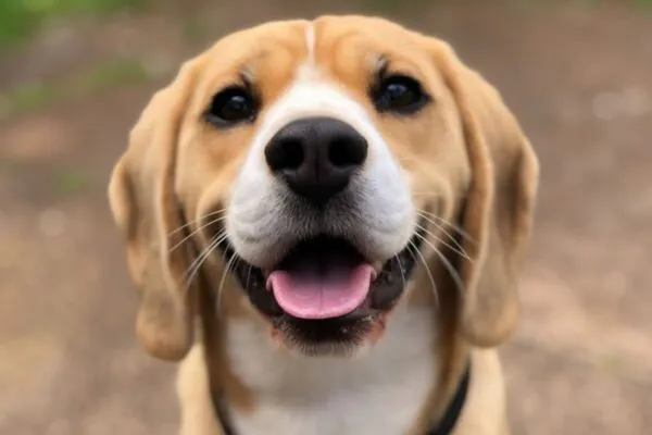 Bigodes ajudam os cães a se orientar e evitar obstáculos. (Foto: Mike Jones via Canva)