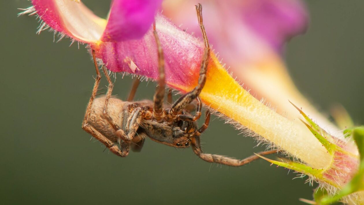 Aranhas usam proteínas anticongelantes únicas para sobreviver ao inverno. (Imagem: Getty Images/ Canva Pro)