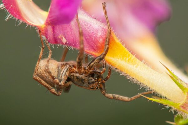 Aranhas usam proteínas anticongelantes únicas para sobreviver ao inverno. (Imagem: Getty Images/ Canva Pro)