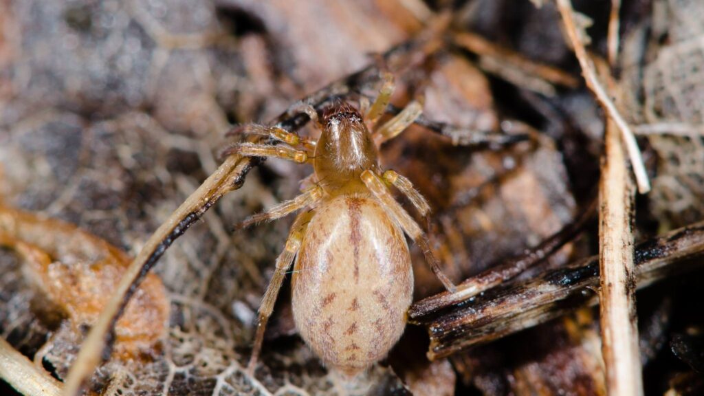 Moléculas especiais impedem que aranhas congelem em temperaturas extremas. (Imagem: Getty Images/ Canva Pro)
