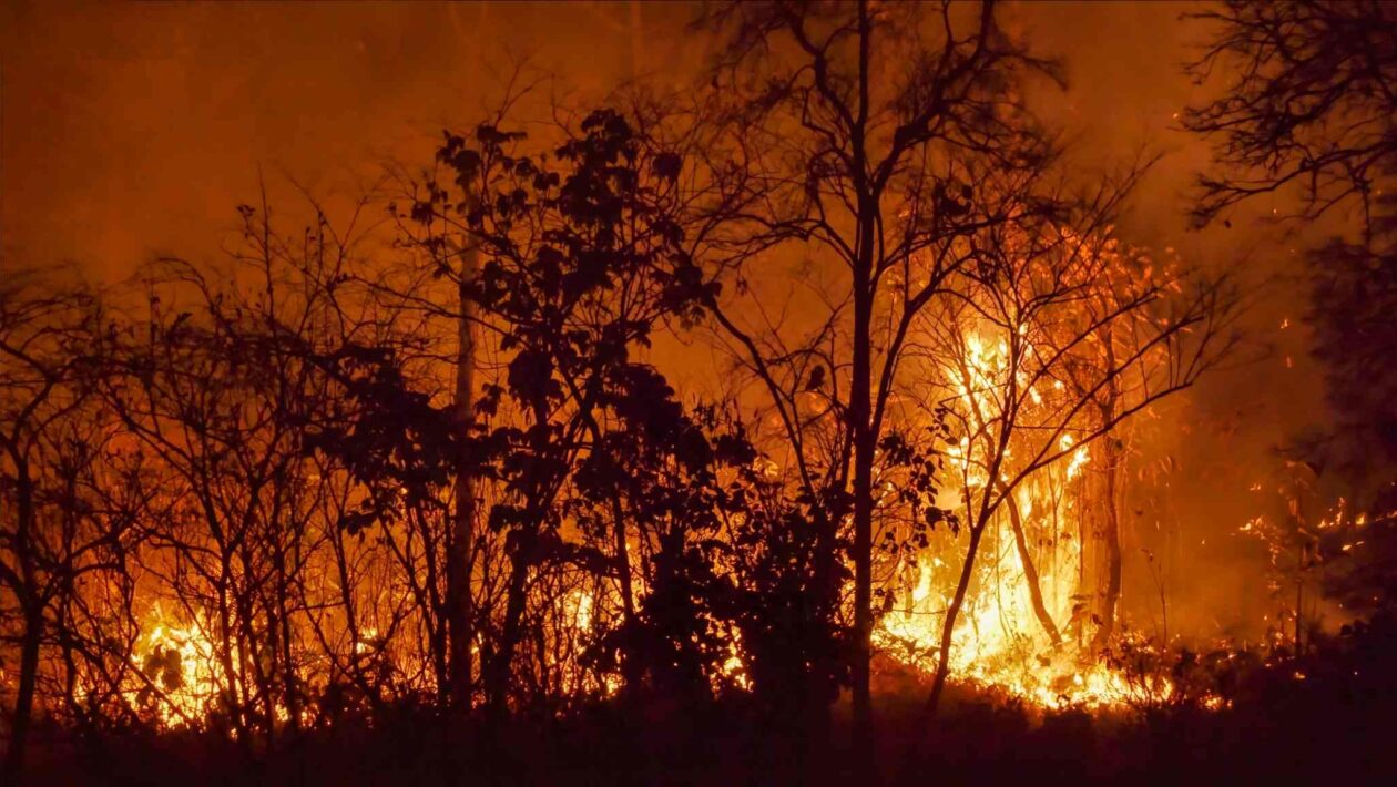 Queimadas disparam na Amazônia mesmo com queda histórica do desmatamento (Imagem: Akaratwimages via Canva)