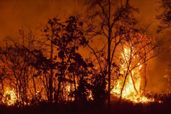 Queimadas disparam na Amazônia mesmo com queda histórica do desmatamento (Imagem: Akaratwimages via Canva)