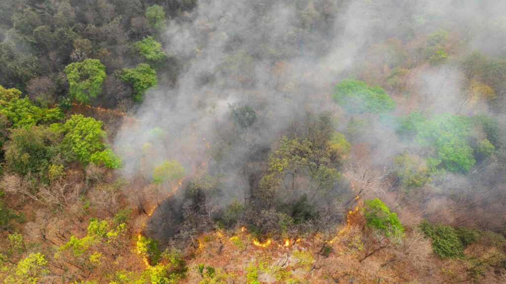 Fogo avança rápido e ameaça anular ganhos recentes na proteção da floresta (Imagem: Akaratwimages via Canva)