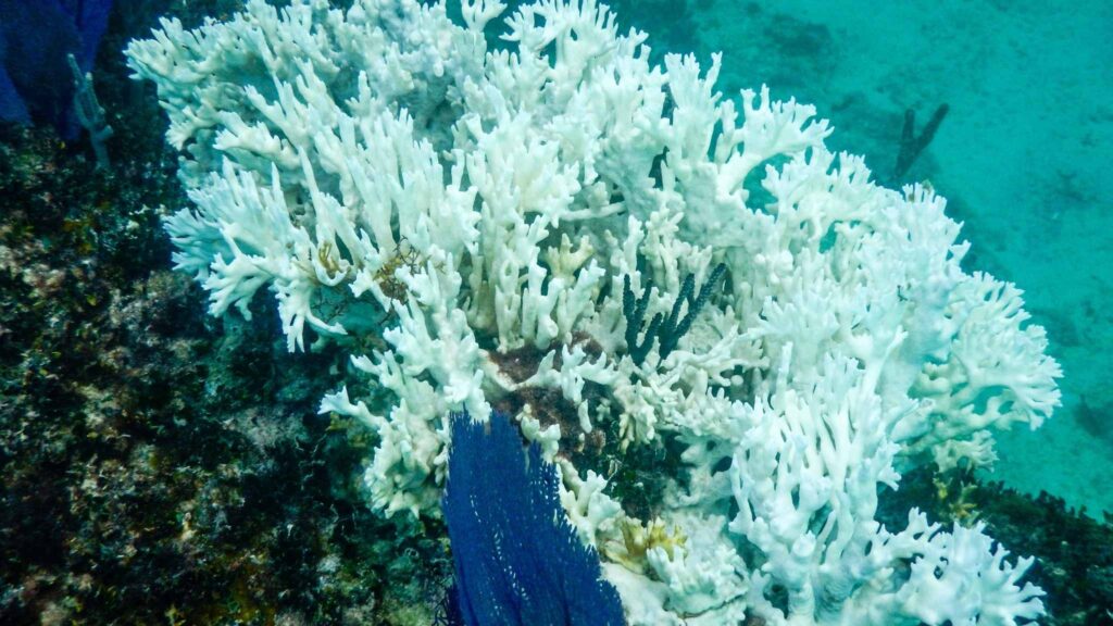 Aquecimento global ameaça a sobrevivência dos corais tropicais (Imagem: Getty Images/ Canva Pro)