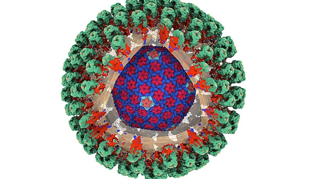 Retrovírus antigo expõe ligação inesperada com infecções modernas (Imagem: Instituto Francis Crick)
