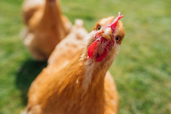 Estudo revela resistência da gripe aviária ao calor da febre. (Foto: Getty Images via Canva)