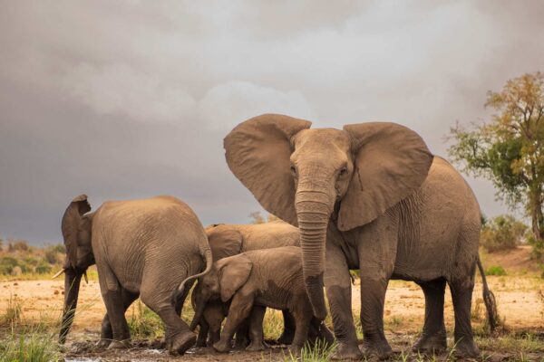 Mamíferos sociais têm menos câncer graças à cooperação entre eles (Imagem: Getty Images/ Canva Pro)