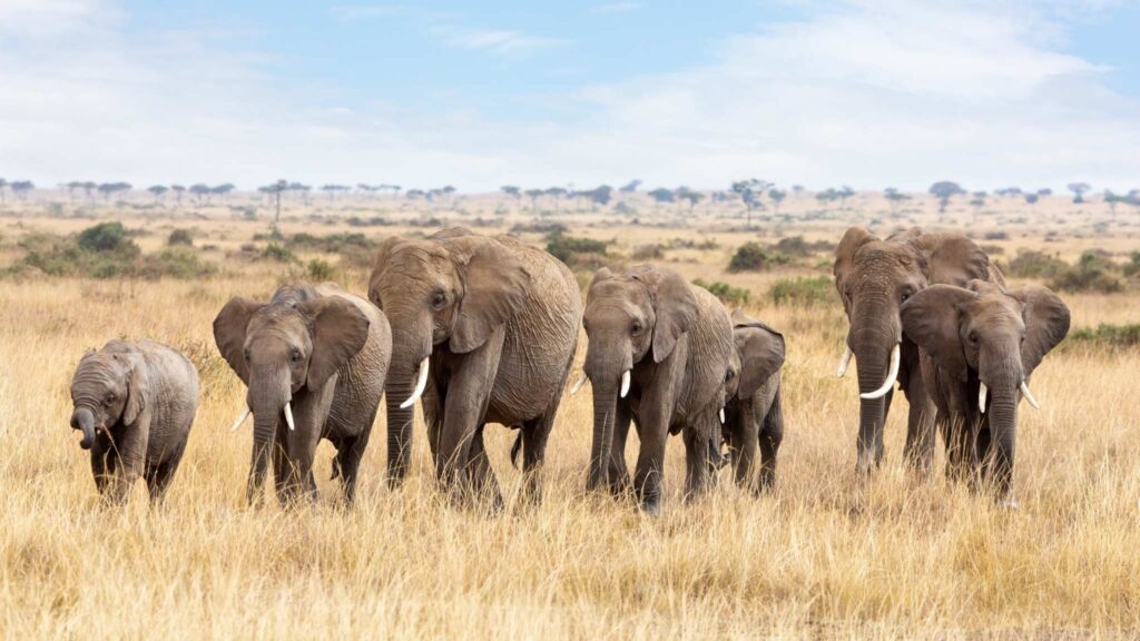 Vida em grupo protege animais contra tumores, revela estudo científico (Imagem: Getty Images/ Canva Pro)
