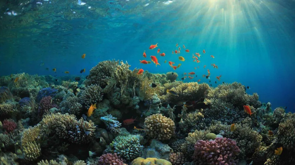 Restaurar recifes não é só plantar corais: é recuperar a vida do oceano (Imagem: Getty Images/ Canva Pro)