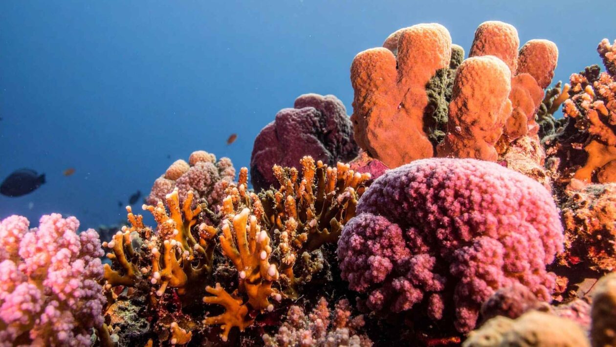 Recifes fortes precisam de funções ecológicas, não apenas de corais (Imagem: TrueCreatives/ Canva Pro)