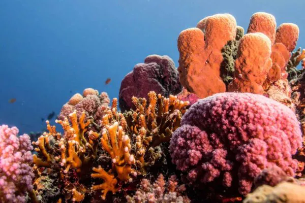 Recifes fortes precisam de funções ecológicas, não apenas de corais (Imagem: TrueCreatives/ Canva Pro)