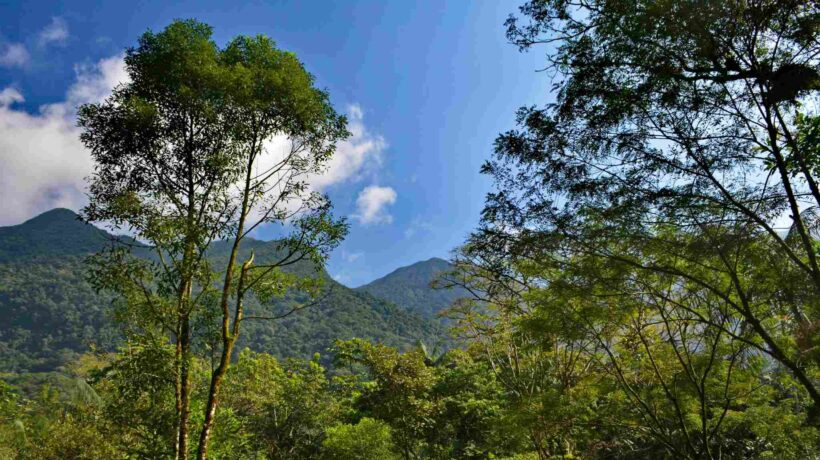 Mata Atlântica plantar árvores não basta para restaurar a floresta (Imagem: Getty Images/ Canva Pro)