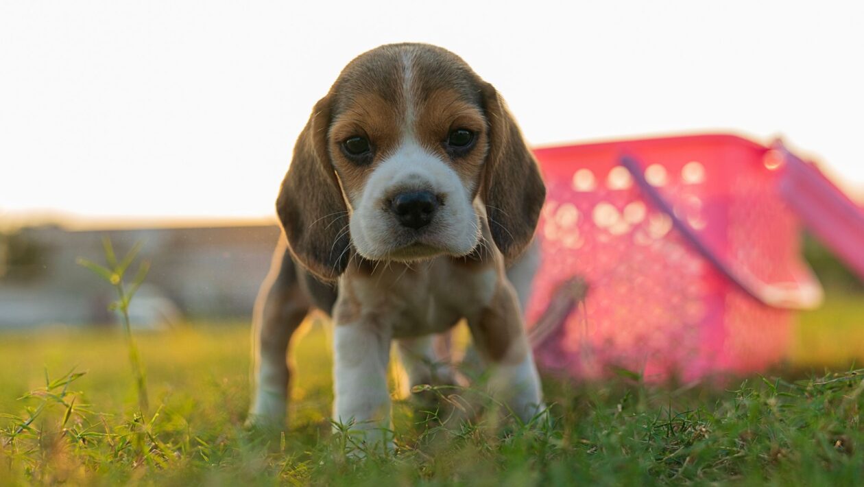 Rotina e acolhimento reduzem o choro do filhote. (Foto: Pexels via Canva)