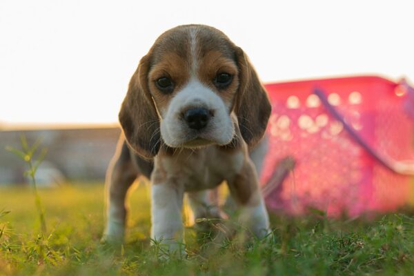 Rotina e acolhimento reduzem o choro do filhote. (Foto: Pexels via Canva)
