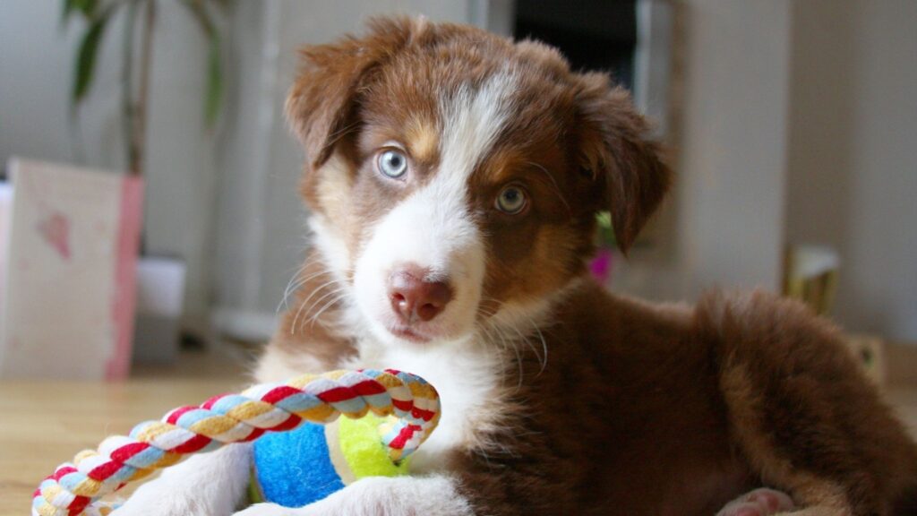 Ambiente seguro ajuda o filhote a se tranquilizar. (Foto: Getty Images via Canva)