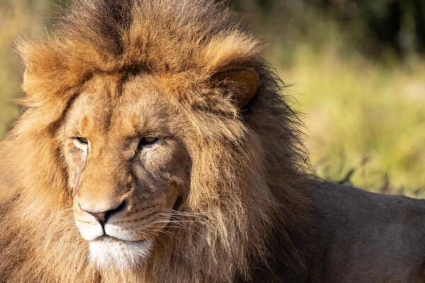 Descoberto rugido secreto de leões que ajuda na conservação (Imagem: Getty Images/ Canva Pro)