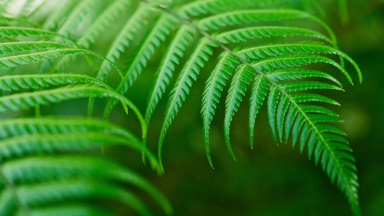 Samambaia chinesa cria cristais e promete mineração sustentável. (Imagem: Getty Images/ Canva Pro)