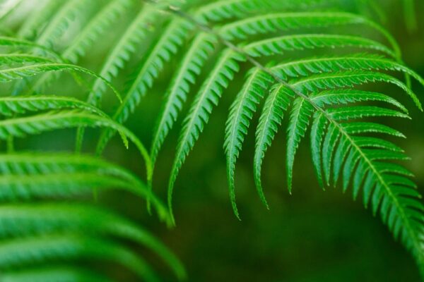 Samambaia chinesa cria cristais e promete mineração sustentável. (Imagem: Getty Images/ Canva Pro)