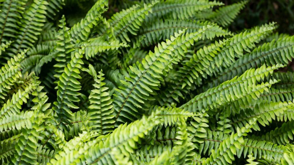 Planta produz elementos raros e pode revolucionar a extração verde. (Imagem: Getty Images/ Canva Pro)
