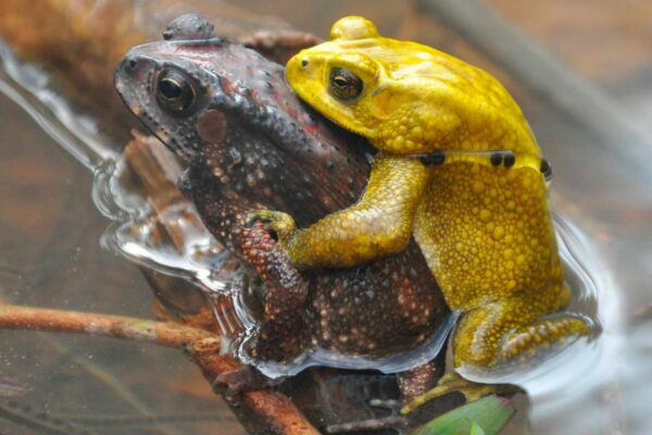 Sapos machos ficam amarelos neon para evitar confusões no acasalamento (Imagem: Stückler, S. et al. / doi.org/10.1643/h2024105 / CCBY)