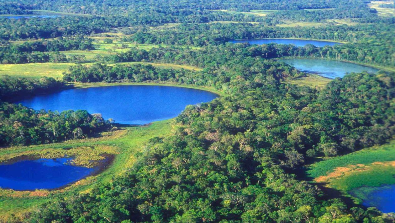 Pantanal vive pior seca em 40 anos e perde 75% das águas (Imagem: Getty Images/ Canva Pro)