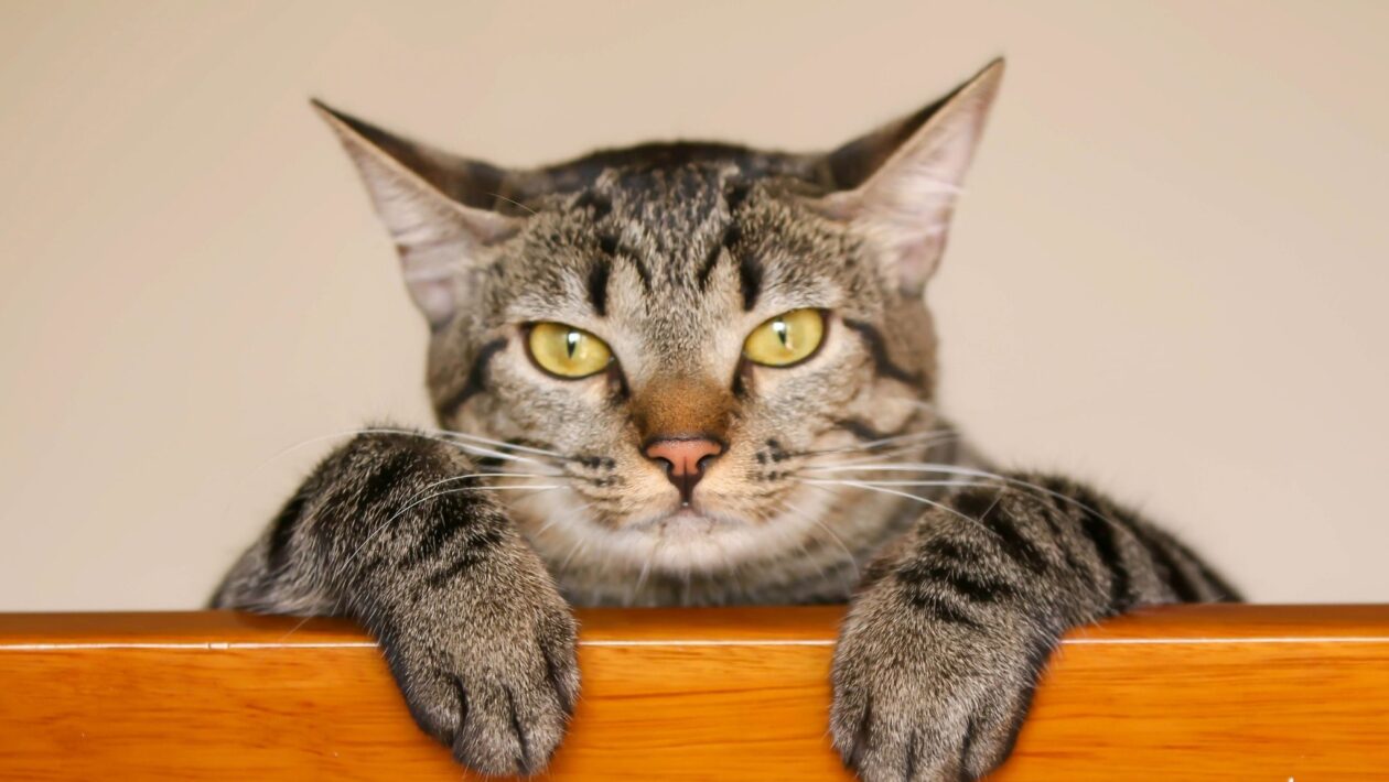 Orelhas voltadas para trás indicam desconforto imediato. (Foto: Getty Images via Canva)