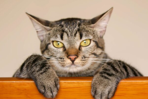 Orelhas voltadas para trás indicam desconforto imediato. (Foto: Getty Images via Canva)