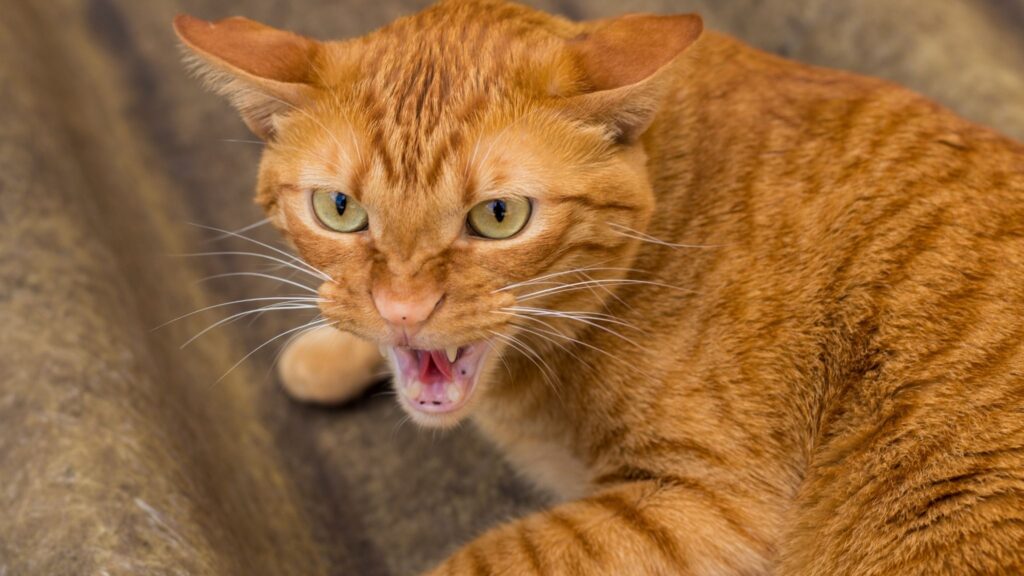 Respeitar limites evita mordidas e melhora a convivência. (Foto: Getty Images via Canva)