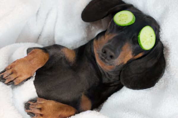 Sono adequado ajuda memória e aprendizado canino. (Foto: Getty Images via Canva)