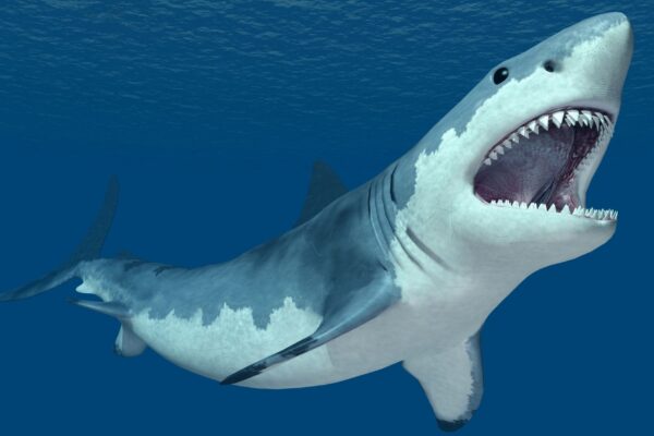 Superproteína de tubarão promete fármacos mais rápidos e baratos. (Foto: Getty Images via Canva)