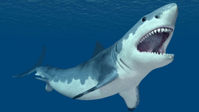 Superproteína de tubarão promete fármacos mais rápidos e baratos. (Foto: Getty Images via Canva)