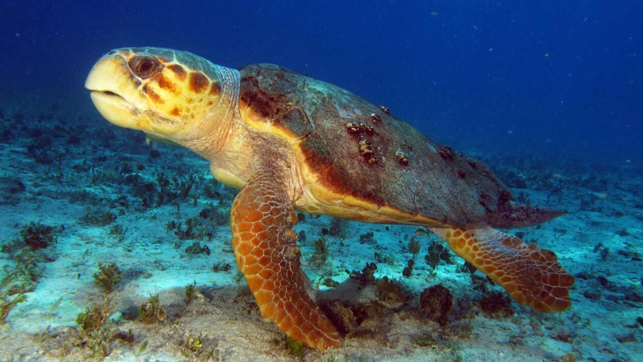 Filhotes de tartaruga-cabeçuda usam magnetismo para se localizar (Imagem: Getty Images/ Canva Pro)