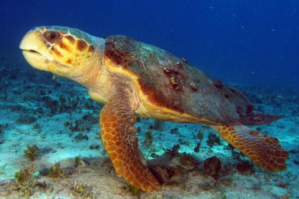 Filhotes de tartaruga-cabeçuda usam magnetismo para se localizar (Imagem: Getty Images/ Canva Pro)