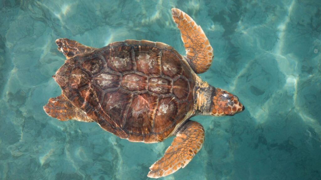 Tartarugas recém-nascidas navegam pelo campo magnético da Terra (Imagem: Getty Images/ Canva Pro)