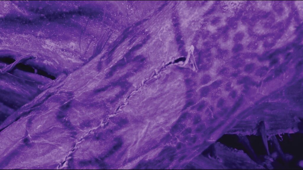 Imagens infravermelhas mostram detalhes de tatuagens milenares. (Foto: Caspari G et al / Antiquity)