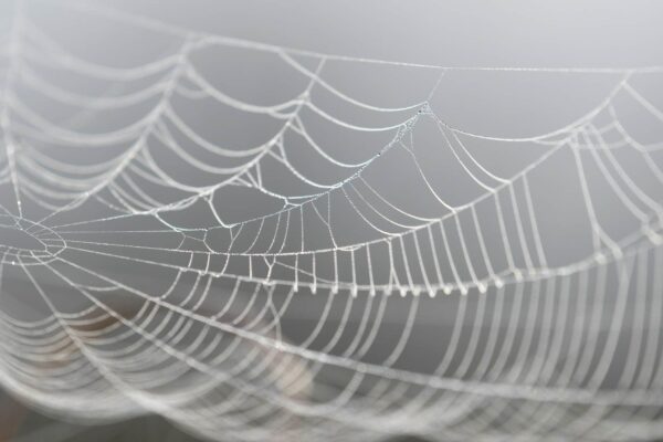 Teias artificiais capturam DNA no ar e revelam biodiversidade terrestre (Imagem: Getty Images/ Canva Pro)