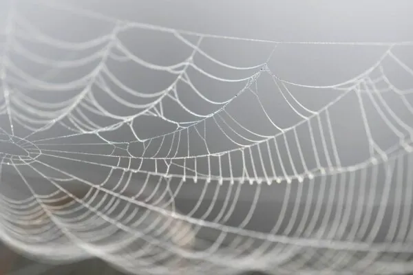 Teias artificiais capturam DNA no ar e revelam biodiversidade terrestre (Imagem: Getty Images/ Canva Pro)