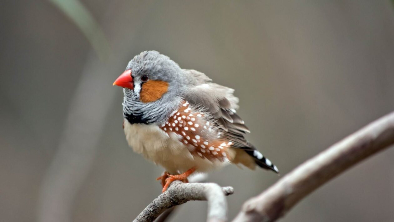 Atraso do Sol faz tentilhões cantarem mais alto e com impaciência. (Imagem: Getty Images/ Canva Pro)