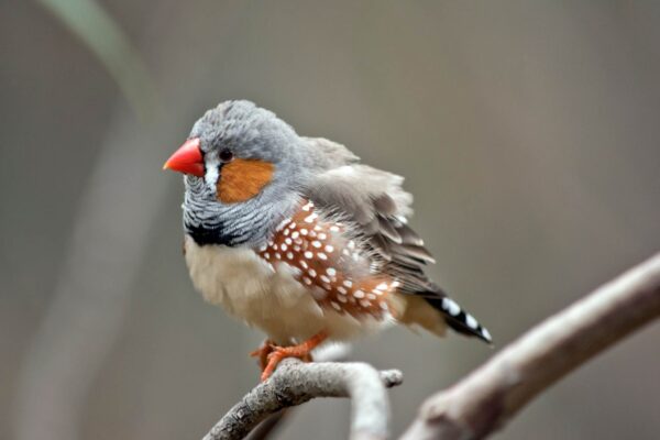 Atraso do Sol faz tentilhões cantarem mais alto e com impaciência. (Imagem: Getty Images/ Canva Pro)