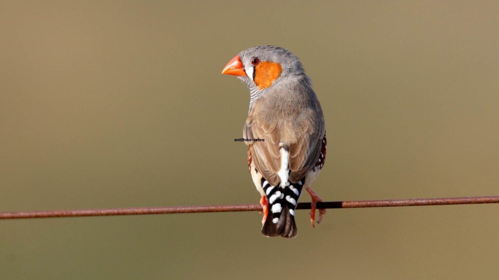 Luz tardia aumenta a intensidade do canto matinal das aves. (Imagem: Getty Images/ Canva Pro)