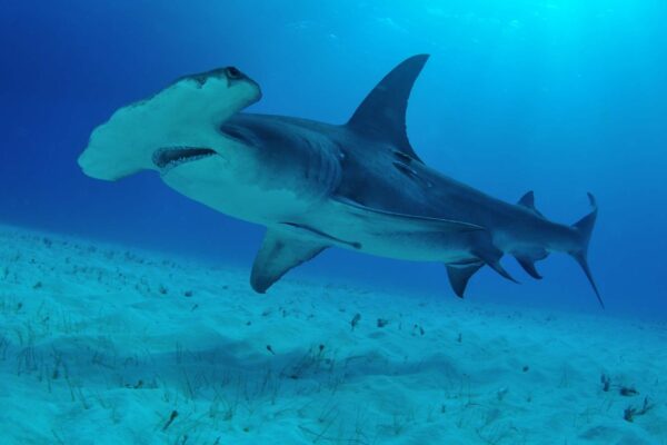 Novo teste de DNA detecta tubarões-martelo sem capturá-los (Imagem: Getty Images/ Canva Pro)