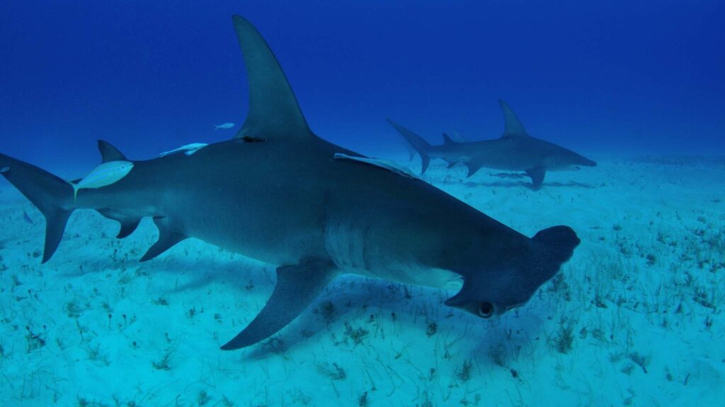 Tecnologia ajuda a proteger tubarões-martelo criticamente ameaçados (Imagem: Getty Images/ Canva Pro)