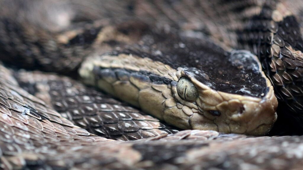 Estudo revela avanço promissor no combate ao veneno da Bothrops asper (Imagem: Getty Images/ Canva Pro)
