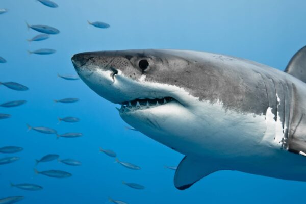 Formação de cardumes atrai tubarões e evidencia ecossistema saudável (Imagem: Getty Images/ Canva Pro)