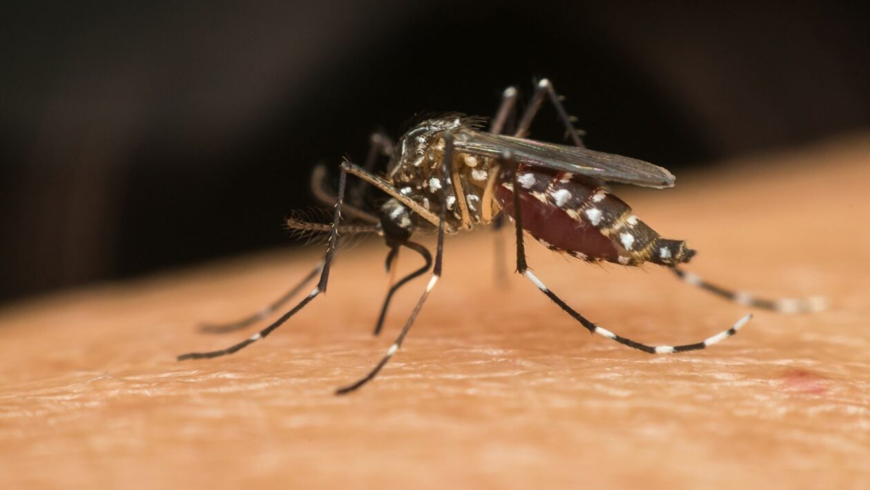 Tecnologias e imunização fortalecem combate à dengue. (Foto: Getty Images via Canva)