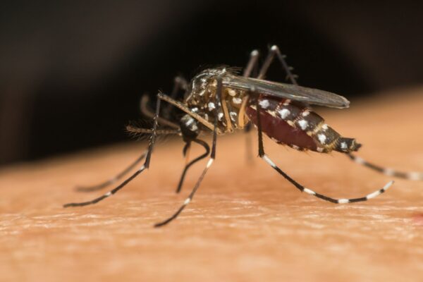 Tecnologias e imunização fortalecem combate à dengue. (Foto: Getty Images via Canva)